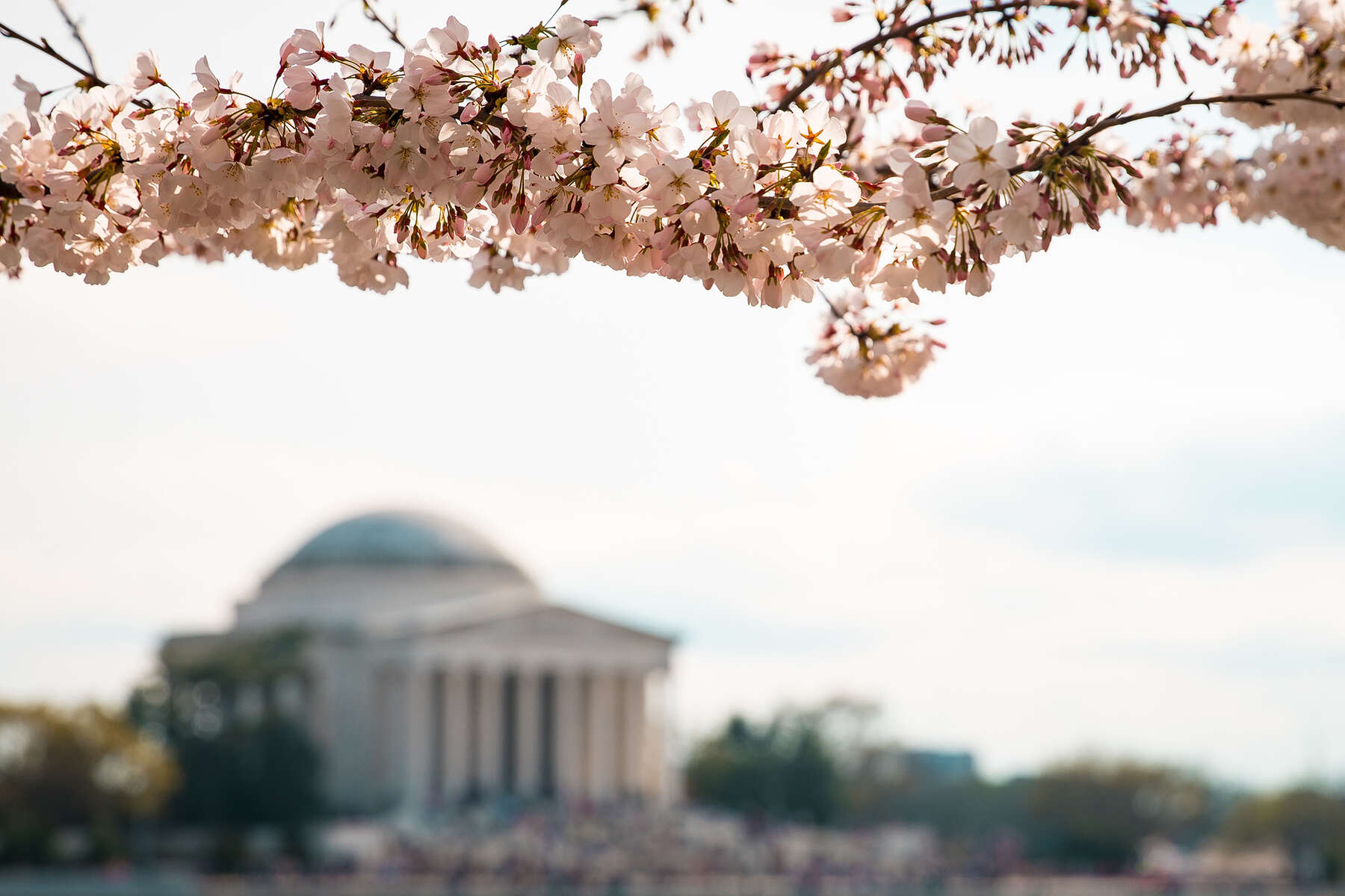 A branch of cherry blossoms in front of the jefferson memorial.