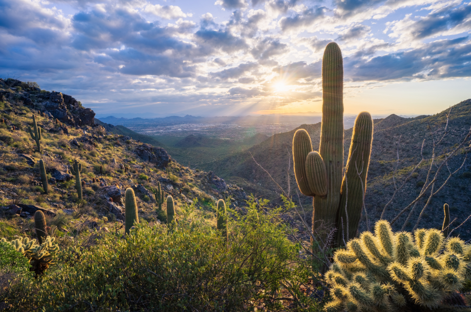 Sunrise and cactus in AZ mountains